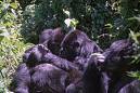 Ruanda Reisen - Gorilla Tour Paradise Reise Service