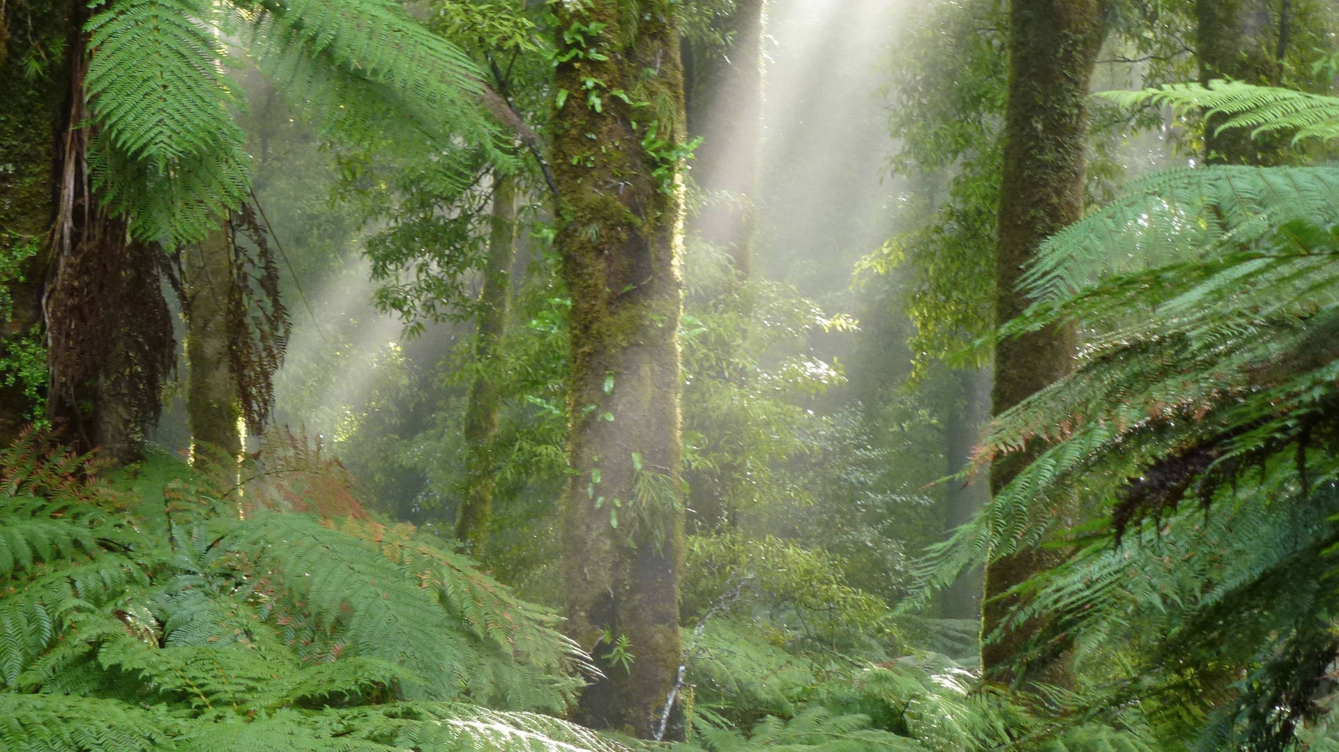 Neuseeland - Natur hautnah erleben