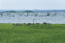 Zebras