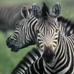 Zebras