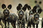 Wildhunde