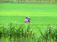 Vietnam Reisen und Individualreisen - Fahrrad fahren im Mekong-Delta