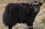Yak