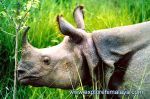 Nashorn im Chitwan Nationalpark