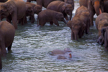 Elefantenbad