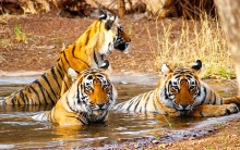 ranthambore_nationalpark