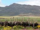 Straußenfarm Oudtshoorn