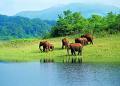 Periyar