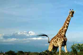 Tansania Reisen und Individualreisen - Kilimanjaro Rongai Route