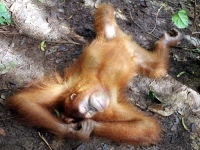 Orang Utan