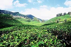 Cameron Highlands