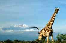 amboseli_nationalpark