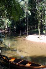 Regenwald
