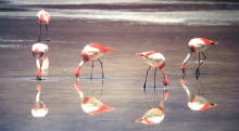 Flamingos Laguna Colorada