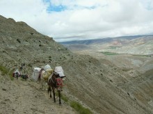 Mustang Trek