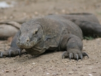 Indonesien Reisen - Komodo Abenteuer Paradise Reise Service