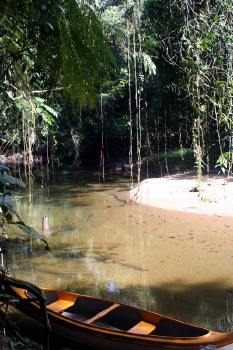 Brasilien Reisen - Individualreisen Amerika - Tropischer Regenwald
