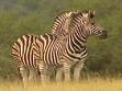 Mountain Zebra Nationalpark
