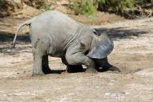Chobe Nationalpark