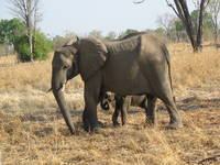 Serengeti Nationalpark