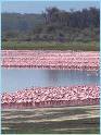 Lake Nakuru