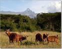 Mount Kenya