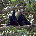 Schimpansen im Kibale Wald