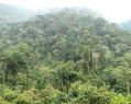 Bwindi Impenentrable Forest
