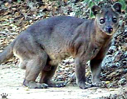 Fossa Kirindi Reserve