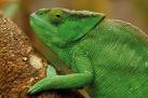 Chamäleon in Masoala