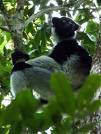 Indri Lemur