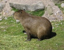Capybara