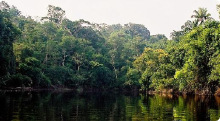 Amazonas Region