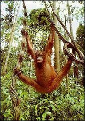 Orang Utan Sepilok