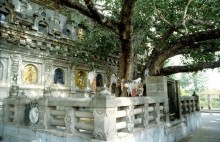 Bodhibaum Bodhgaya