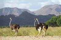 naturreservat_gocheganas