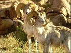 Argali-Schafe