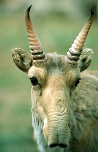 Saiga Antilope