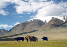 Gobi Altai