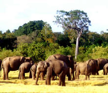 Udawalawe Nationalpark