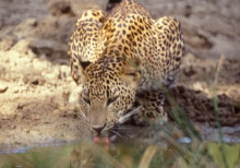 Yala Nationalpark
