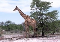 Namibia Reisen - Namibia - Botswana - Zimbabwe Paradise Reise Service