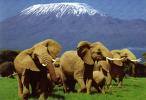 Kenia Reisen und Individualreisen - Große Kenia-Safari