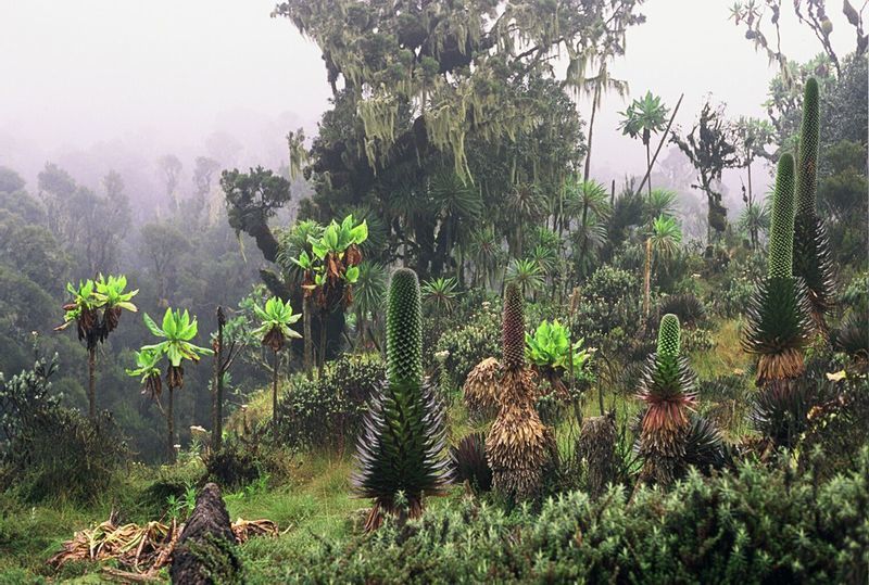 Uganda Reisen - Trekking im Ruwenzori Gebirge Paradise Reise Service