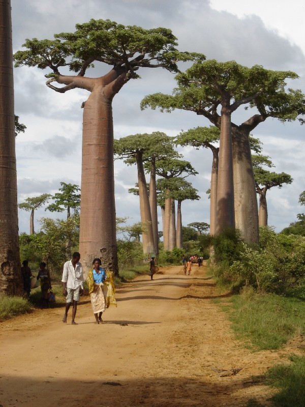 Madagaskar Reisen - Der Süden und Morondava Paradise Reise Service