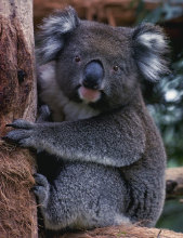 Koala