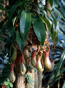 Madagaskar Reisen und Individualreisen - Der Süden und Nordosten Madagaskars