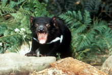 Tasmanischer Teufel