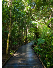 Daintree Regenwald