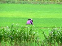 mekong-delta_reisfeld